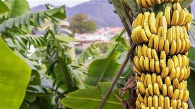 عاجل | الحكومة تكشف حقيقة استيراد شحنات فاسدة من الموز