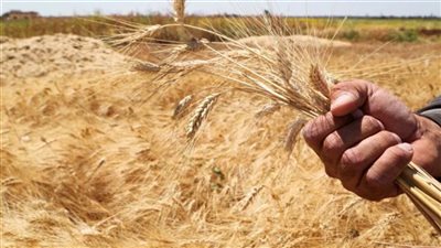 التموين تقرر تسلم وتخزين الأقماح المحلية لموسم ‏‏2022