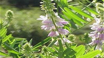 منها علاج النقرس والروماتيزم.. فوائد عشبة «الجعدة»