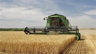 عاجل | حقيقة اعتزام الحكومة شراء محصول القمح من المزارعين بأسعار منخفضة 