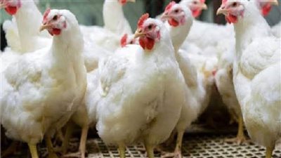 ارتفاع أسعار الدواجن اليوم السبت 