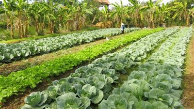 بالإنفوجراف | 