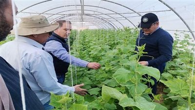 وزير الزراعة يكلف وفد علمي بتفقد الهجن الجديدة لإنتاج تقاوي الخضر في سوهاج (صور)