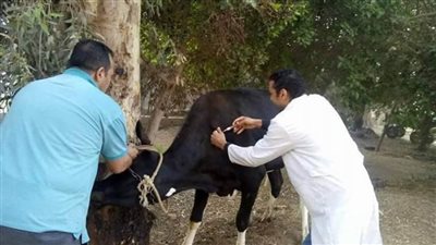 الزراعة: تحصين أكثر من 6 ملايين حيوان ضد الحمي القلاعية والوادي المتصدع