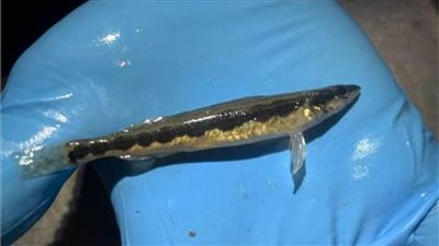 بعد اختفائها لأكثر من ٨٠ عاماً .. العثورعلى أسماك نادرة بولاية أوهايو