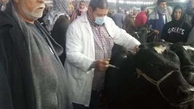 بالصور ... تشكيل لجان من أطباء الادارات البيطريه بمراكز الغربية علي اسواق الحيوانات 