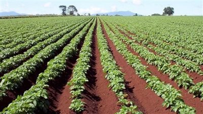 بالإنفوجراف | صحراء مصر الشرقية.. على خطى التنمية الزراعية الشاملة