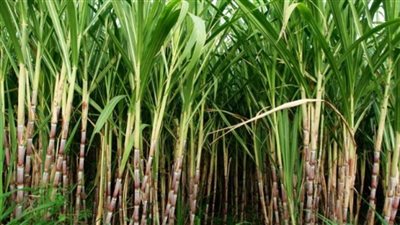 بالإنفوجراف | أهمية المشروع القومي للتحول لزراعة قصب السكر بنظام الشتل