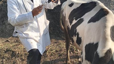 الغربية تبدأ تنفيذ الحملة القومية لتحصين المواشي 