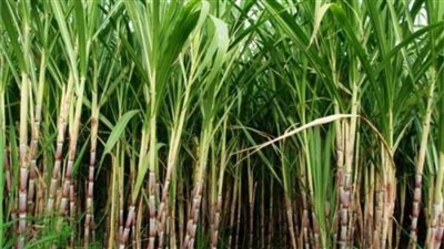 «التموين»: توريدات محصول قصب السكر تتجاوز المليون طن 