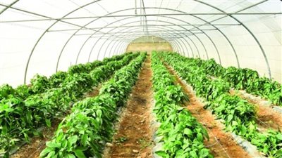 بالانفوجراف | 