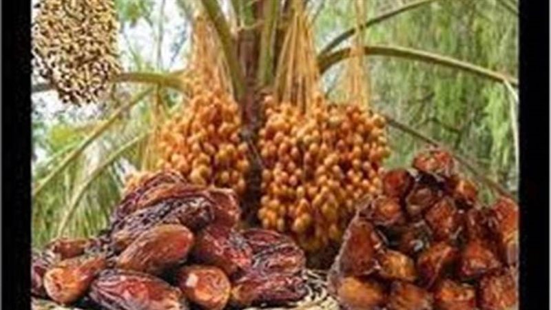 أرشيفية