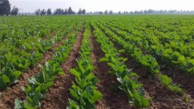 بالإنفوجراف | 