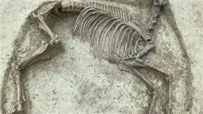 العثور على هيكل عظمي لحصان بدون رأس عمره 1400 عام في ألمانيا 