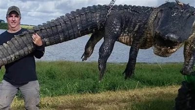 ظل يفترس الماشية في المنطقة طيلة ثمانين عاما.. اصطياد أكبر تمساح على الإطلاق 