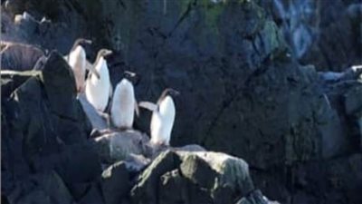 طيور البطريق تكشف أسرار تغير المناخ في القطب الجنوبي 