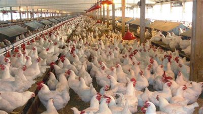 صناعة الدواجن تكشف أسباب ارتفاع الأسعار