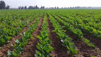 بالإنفوجراف | 