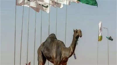 وفاء الإبل ..رأت صاحبها الذي باعها منذ فترة فاحتضنته 