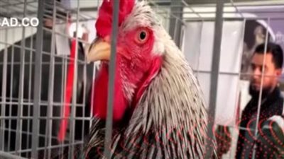 طرابلس تشهد أول مسابقة من نوعها في ليبيا لاختيار ملكة جمال الدجاج