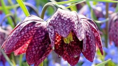 من زهرة رأس الثعبان إلى فطر الأسنان النازف.. أغرب أنواع الزهو