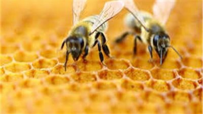 تطورات جديدة بظاهرة اختفاء النحل وأسبابها في المغرب 