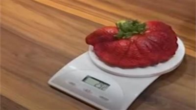 وزنها 289 جرامًا.. «حبة فراولة» تدخل موسوعة جينيس للأرقام القياسية 