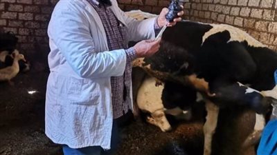 تحصين 166 ألفا و42 رأس ماشية ضد مرض الجلد العقدى للأبقار وجدرى الأغنام بالغربية 