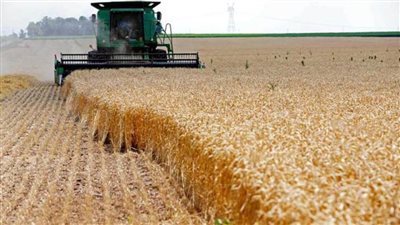 ارتفاع أسعار القمح عالميا بسبب أزمة روسيا وأوكرانيا.. ومصر لديها مخزون آمن 