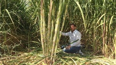 «التموين»: توريد القصب يقترب من الـ6 مليون طن 