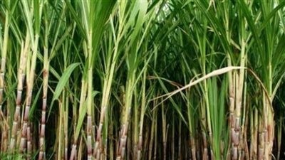 «التموين» تتابع إنتاج السكر المحلي مستهدفة تحقيق 100% اكتفاء ذاتي