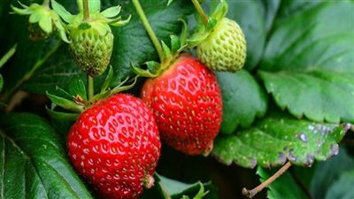 حقيقة فرض الحجر الزراعي رسوما جبرية على صادرات الفراولة المجمدة