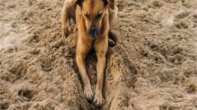 ضبط شخص لاعتدائه على كلب حتى الموت بالمنوفية