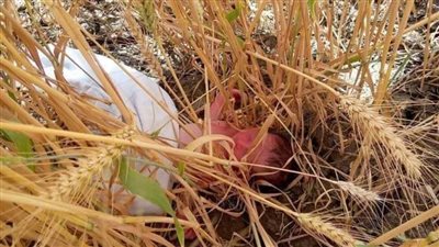 العثور على طفل حديث الولادة ملقى وسط زراعات القمح بالغربية 