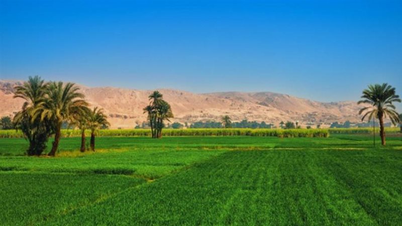 أرشيفية