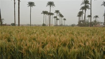 «الزراعة» تنظم يوما حقليا لتوعية المزارعين وحثهم على توريد القمح (صور) 