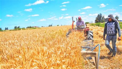 الذهب الأصفر يتلألأ في شرق وجنوب بورسعيد