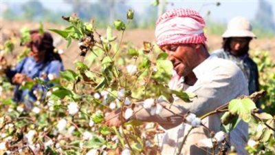 تعرف على المساحات المتوقعة لزراعة القطن المصرى طويل التيلة فى 8 محافظات