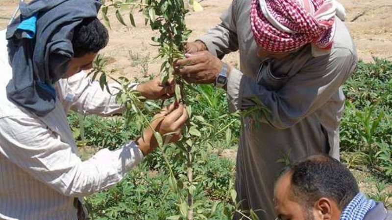 أرشيفية
