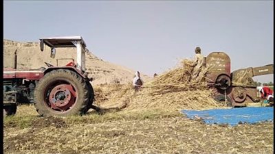 ماكينة دراسة القمح تلتهم مزارعا أثناء الحصاد بالفيوم