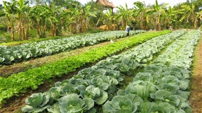 بالإنفوجراف | 