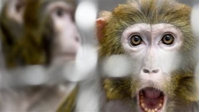 رصد أول إصابة بفيروس 