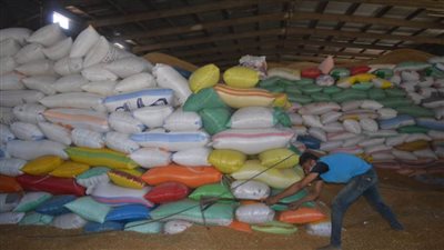 الذهب الأصفر يتلألأ بأراضي بورسعيد