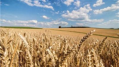 تراجع أسعار القمح عالميًا.. و«التموين»: عقد اتفاقات مباشرة مع الموردين 