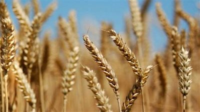 عاجل | حقيقة تأثر المخزون الاستراتيجي لمصر من الأقماح نتيجة لعدم استقرار سوق الغذاء العالمي