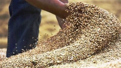 التموين: مصر تسعى لتحقيق الاكتفاء الذاتي من القمح