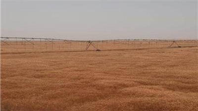 وزير قطاع الأعمال يتلقى تقريرًا حول تطور أداء شركة جنوب الوادي بتوشكى