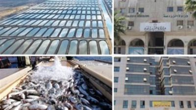 رئيس الهيئة العامة للثروة السمكية: لدينا ما يقرب من 300 ألف فدان مزارع سمكية