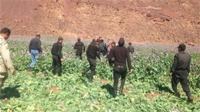 إبادة 65 فدان بانجو وضبط 5 أطنان مخدرات بـ194 مليون جنيه 