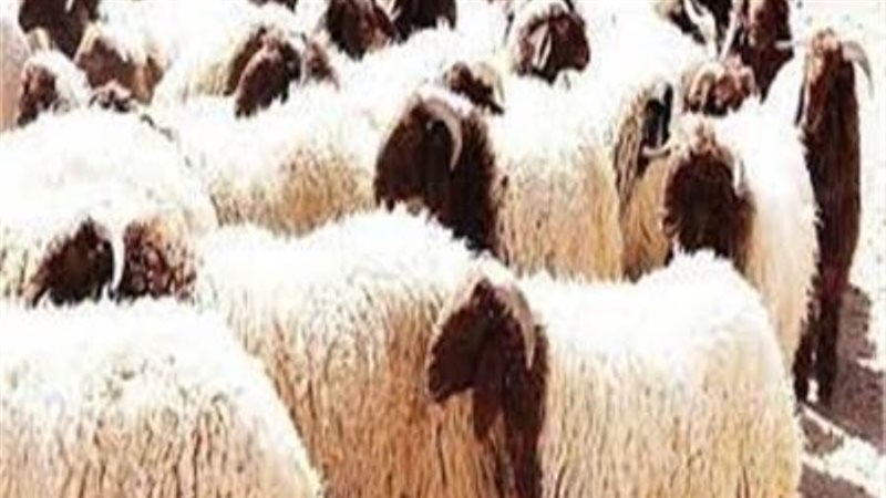 الشورى